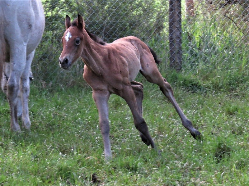 123 Waikato Cat x Magnus grc 17-9 4d